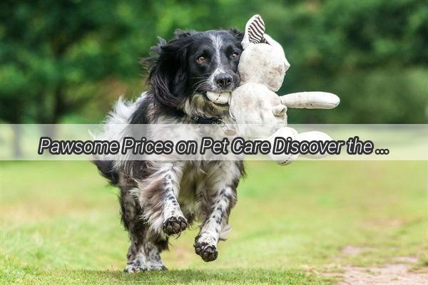 Pawsome Prices on Pet Care Discover the Best Dog Boarding Deals in Shangcai County